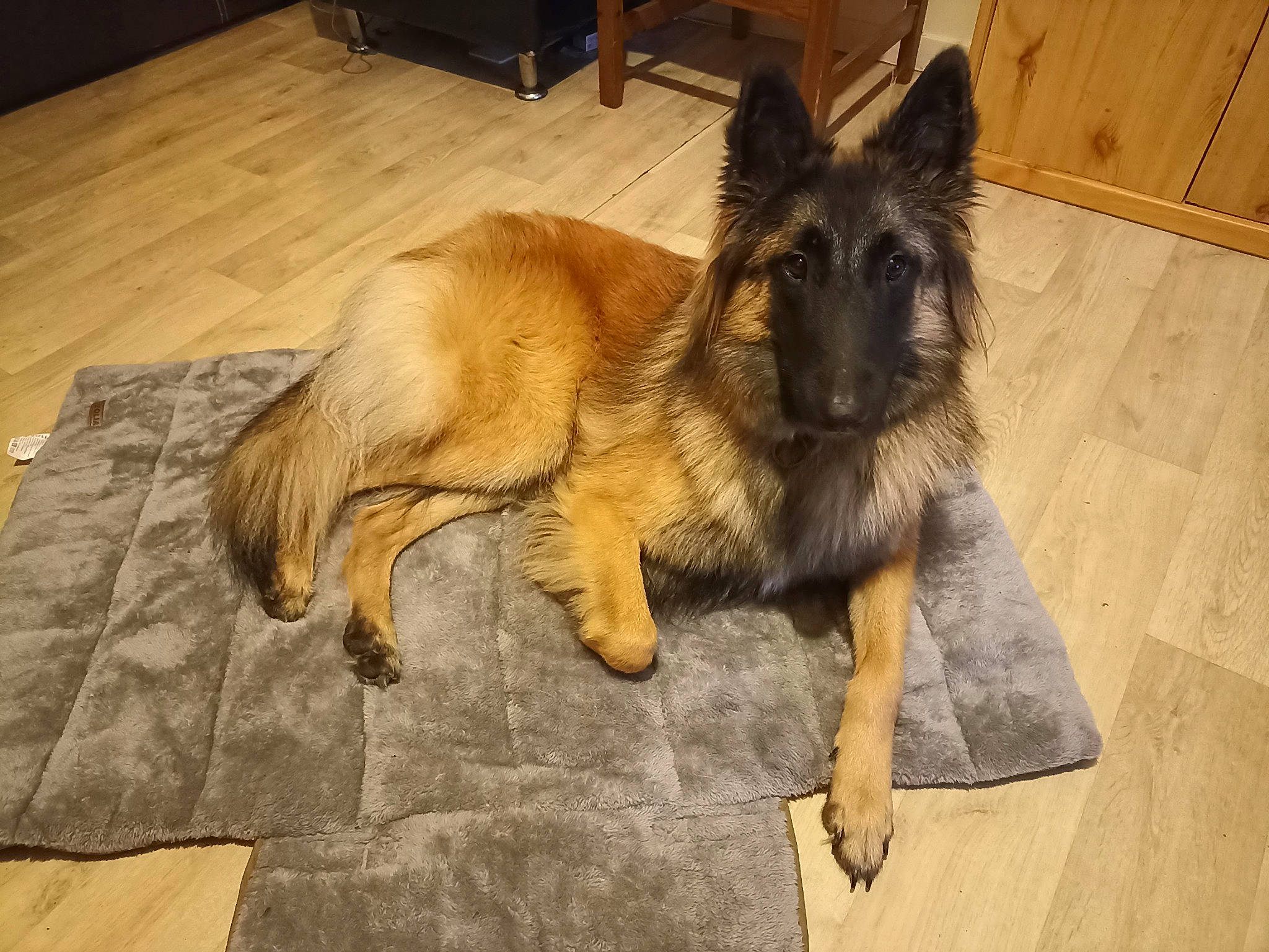 Twinkie a rejoint le concours — aidez-le/la à gagner de superbes lots ! cabinetry, canidae, carnivore, companion_dog, dog, dog_breed, east_european_shepherd, fawn, flooring, fur, german_shepherd_dog, hardwood, king_shepherd, old_german_shepherd_dog, snout, sporting_group, tail, wood, wood_stain, working_animal