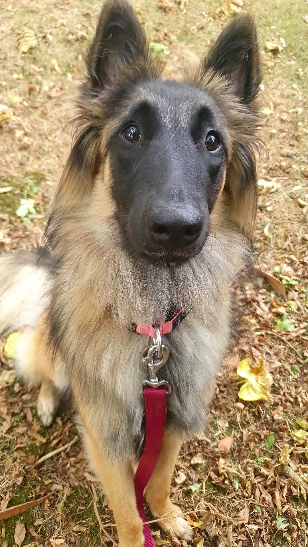 Twinkie participe au concours pour gagner de l'argent avec cette photo : carnivore, collar, companion_dog, dog, dog_breed, dog_collar, east_european_shepherd, fang, fawn, fur, german_shepherd_dog, king_shepherd, old_german_shepherd_dog, plant, snout, sporting_group, terrestrial_animal, whiskers, working_animal, working_dog