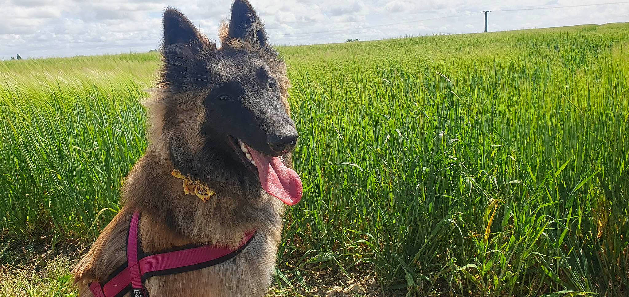 Twinkie a rejoint le concours — aidez-le/la à gagner de superbes lots ! canidae, canis, carnivore, cloud, collar, dog, dog_breed, fang, fawn, german_shepherd_dog, grass, grassland, king_shepherd, plant, sky, snout, sporting_group, terrestrial_animal, wildlife, working_animal