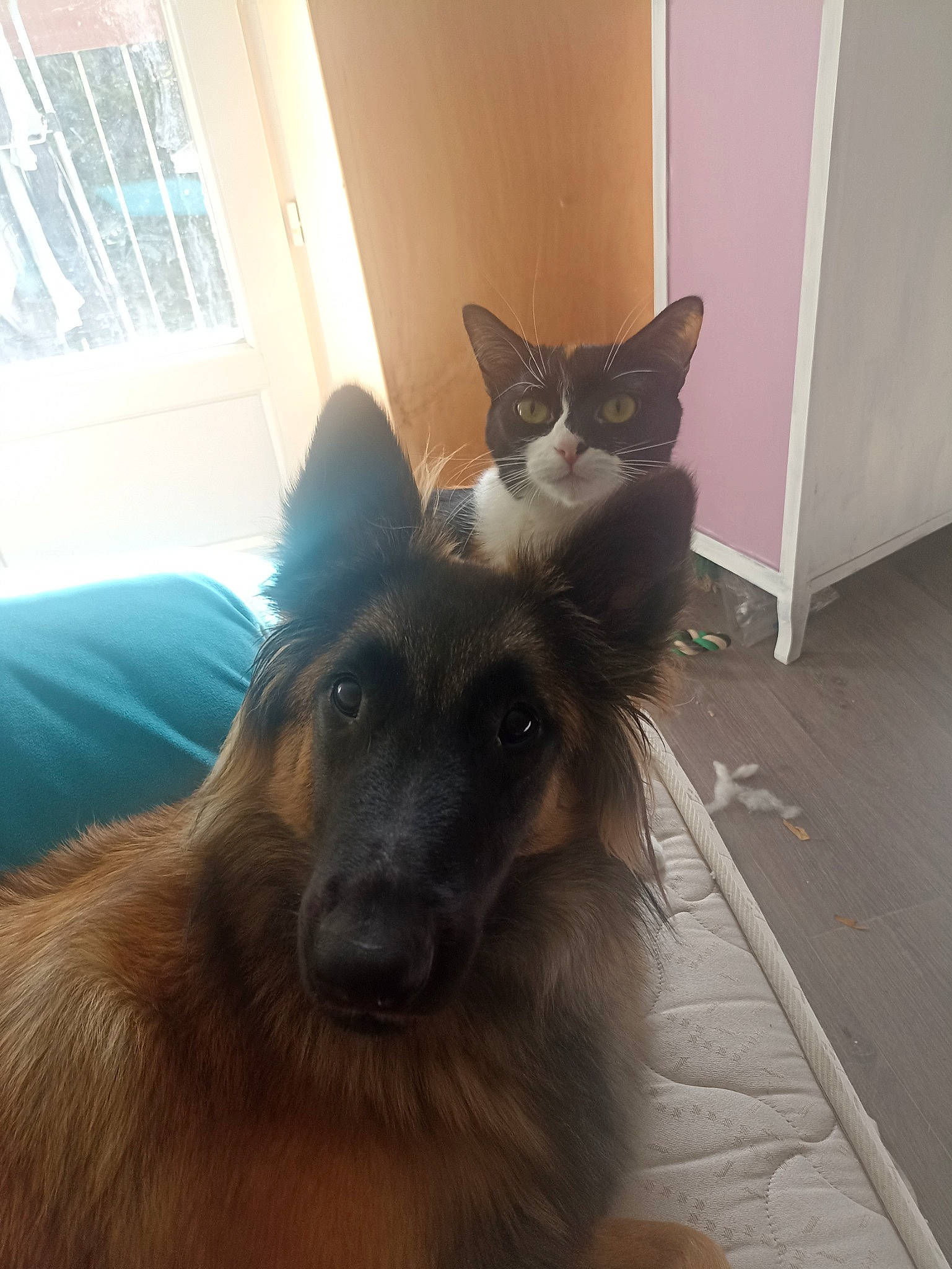 Twinkie participe au concours pour gagner de l'argent avec cette photo : beard, carnivore, cat, comfort, companion_dog, dog, dog_breed, fawn, felidae, floor, flooring, fur, happy, hardwood, liver, small_to_medium_sized_cats, snout, tail, whiskers, working_animal