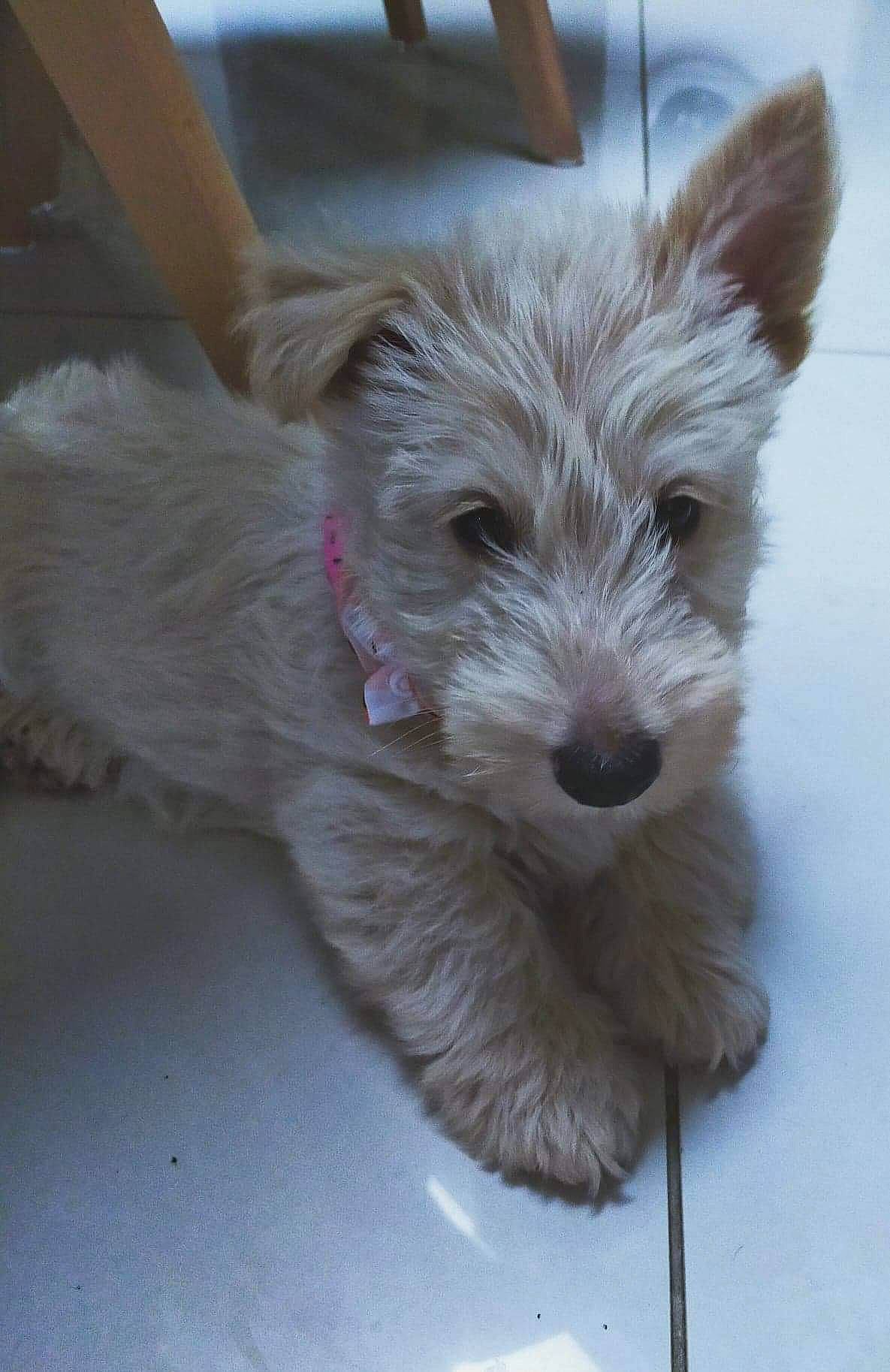 Pop-corn a rejoint le concours — aidez-le/la à gagner de superbes lots ! cairn_terrier, canidae, carnivore, companion_dog, dog, dog_breed, dutch_smoushond, glen_of_imaal_terrier, mammal, norwich_terrier, puppy, rare_breed_dog, schnoodle, scottish_terrier, small_terrier, sporting_lucas_terrier, terrier, toy_dog, vertebrate, west_highland_white_terrier