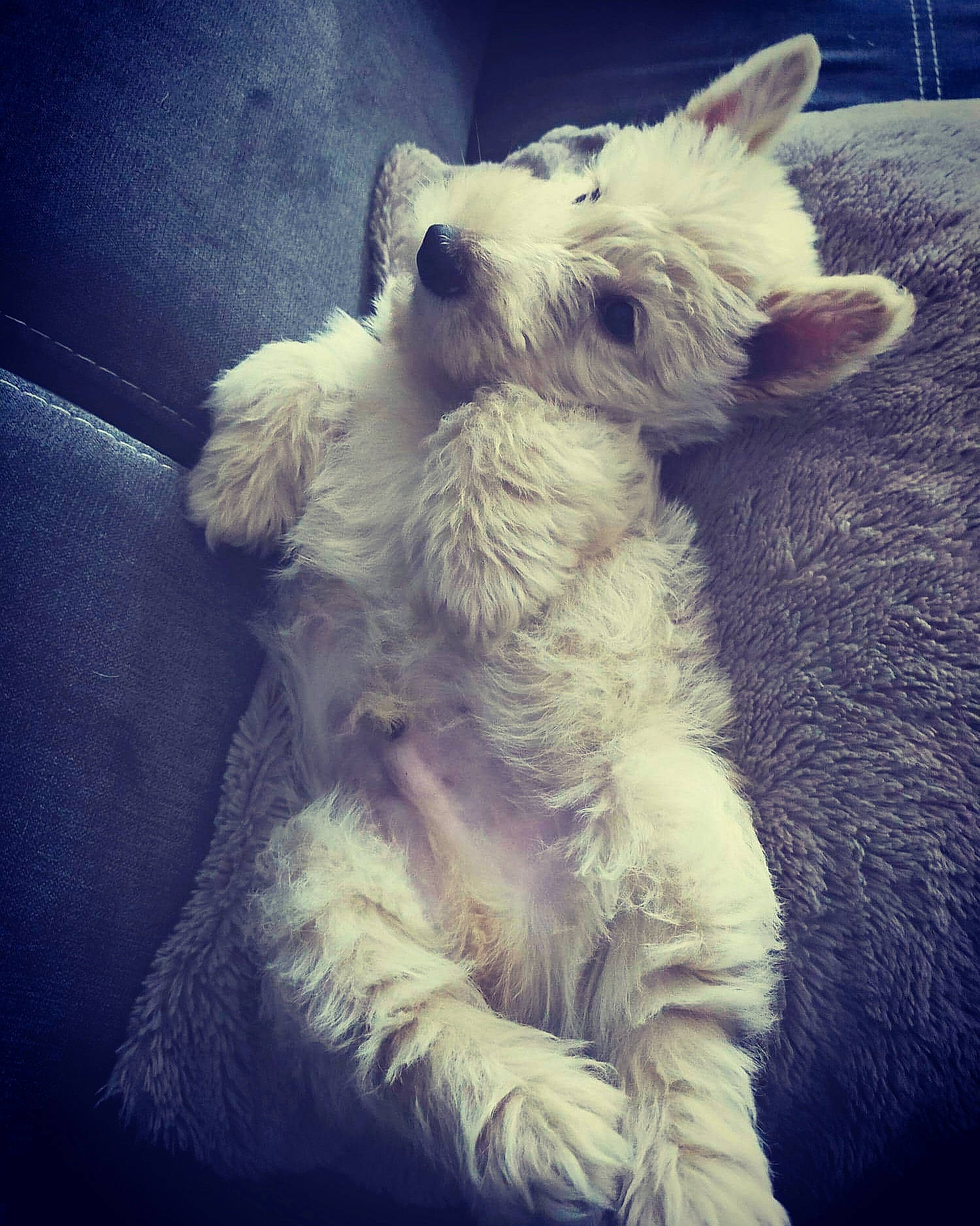 Pop-corn a rejoint le concours — aidez-le/la à gagner de superbes lots ! canidae, carnivore, cloud, companion_dog, dog, dog_breed, ear, fur, maltese, mammal, meteorological_phenomenon, miniature_schnauzer, nose, puppy, puppy_love, schnoodle, sky, sporting_group, terrier, west_highland_white_terrier