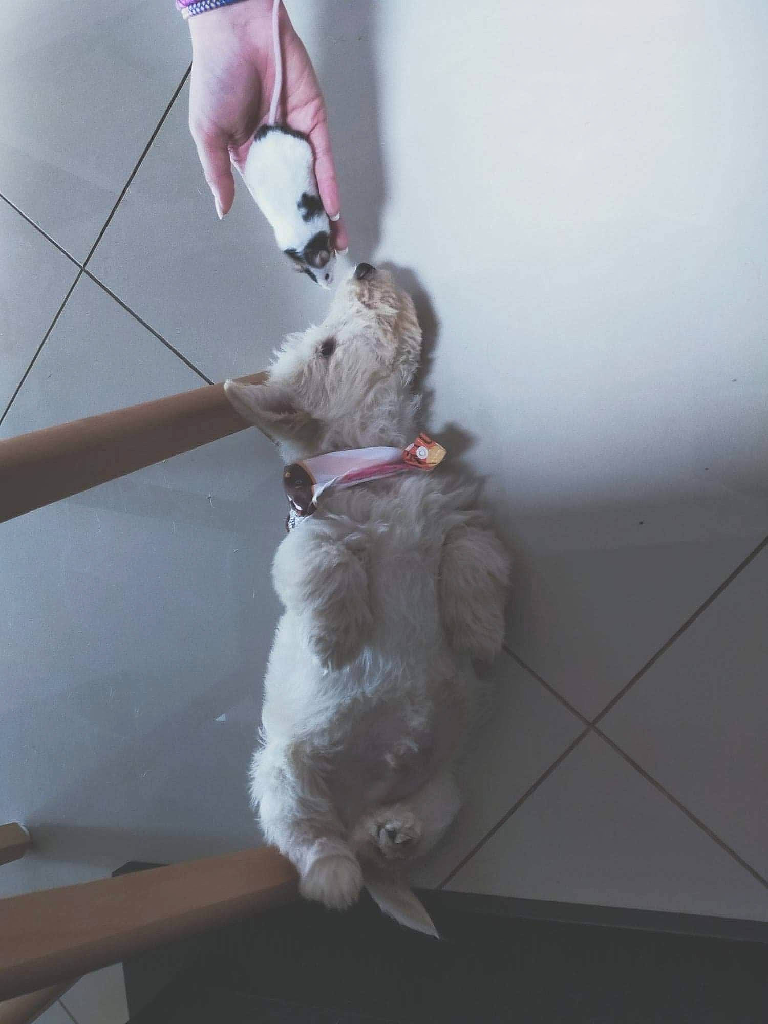 Pop-corn a rejoint le concours — aidez-le/la à gagner de superbes lots ! canidae, carnivore, dog, dog_breed, fox_terrier, maltese, sealyham_terrier, tail, west_highland_white_terrier, wire_hair_fox_terrier