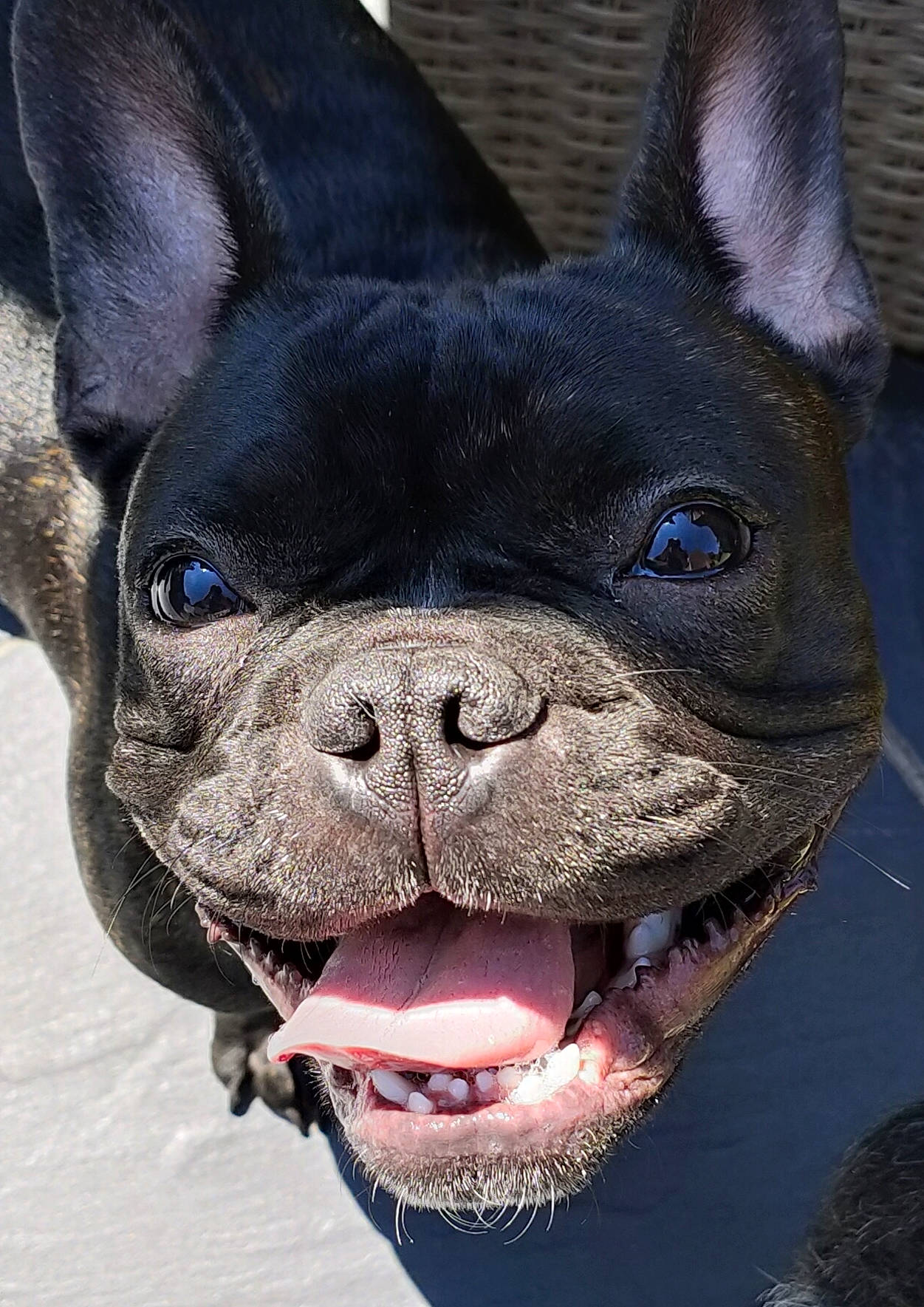 Pepa a rejoint le concours — aidez-le/la à gagner de superbes lots ! bulldog, carnivore, close_up, collar, companion_dog, dog, dog_breed, dog_collar, ear, fawn, head, human_body, jaw, mammal, photograph, snapshot, snout, vertebrate, whiskers, working_animal