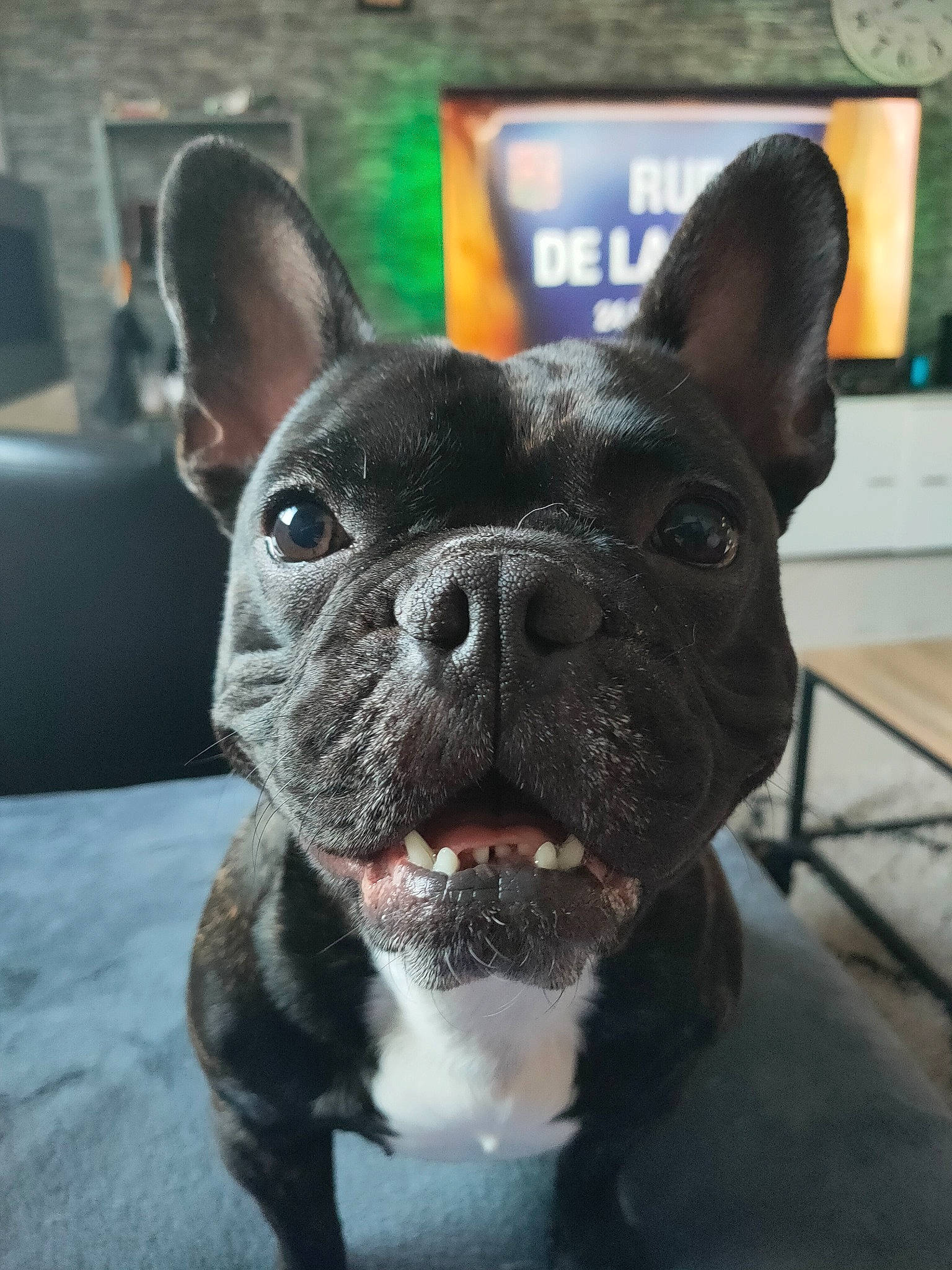 Pepa a rejoint le concours — aidez-le/la à gagner de superbes lots ! bulldog, canidae, carnivore, collar, companion_dog, dog, dog_breed, dog_collar, ear, fawn, french_bulldog, fur, mammal, picture_frame, snout, sporting_group, terrestrial_animal, toy_dog, whiskers, working_animal