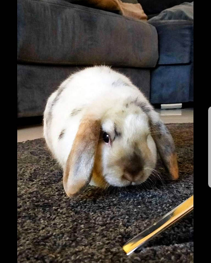 Neige participe au concours pour gagner de l'argent avec cette photo : domestic_rabbit, ear, fawn, hare, mammal, rabbit, rabbits_and_hares, snout