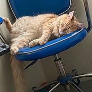 Norman is registered to the contest to win money with this photo: animal, blue_chair, cat, chair, comfortable, cozy, cute, domestic_animal, fluffy, furniture, home, indoor, napping, orange_cat, paw, pet, relaxed, resting, sleeping, tail