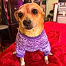 Nina is registered to the contest to win money with this photo: animal, bed, black_nose, clothing, cozy, cute, dog, furniture, home, indoors, large_eyes, looking_at_camera, pet, portrait, purple_sweater, red_blanket, short_hair, sitting, small_dog, tan_dog