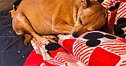 Nina is registered to the contest to win money with this photo: animal, blanket, brown_fur, closed_eyes, colorful_pattern, couch, cozy, curled_up, cushions, dog, home, indoor, nap, pet, pointed_ears, relaxed, resting, short_fur, sleeping, small_dog