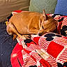 animal, blanket, brown_fur, closed_eyes, colorful_pattern, couch, cozy, curled_up, cushions, dog, home, indoor, nap, pet, pointed_ears, relaxed, resting, short_fur, sleeping, small_dog