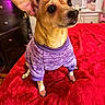 Nina is registered to the contest to win money with this photo: alert, animal, bed, bedroom, brown_fur, chihuahua, close_up, clothing, cute, dog, furniture, home, indoor, pet, portrait, purple_sweater, red_blanket, sitting, small_dog, wide_ears