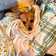 Nina is registered to the contest to win money with this photo: animal, bed, bedding, blanket, brown_dog, chihuahua, cozy, cute, dog, eyes, face, indoors, nose, pet, pointy_ears, portrait, sleepy, small_dog, snuggled, textile