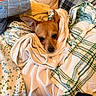 animal, bed, bedding, blanket, brown_dog, chihuahua, cozy, cute, dog, eyes, face, indoors, nose, pet, pointy_ears, portrait, sleepy, small_dog, snuggled, textile