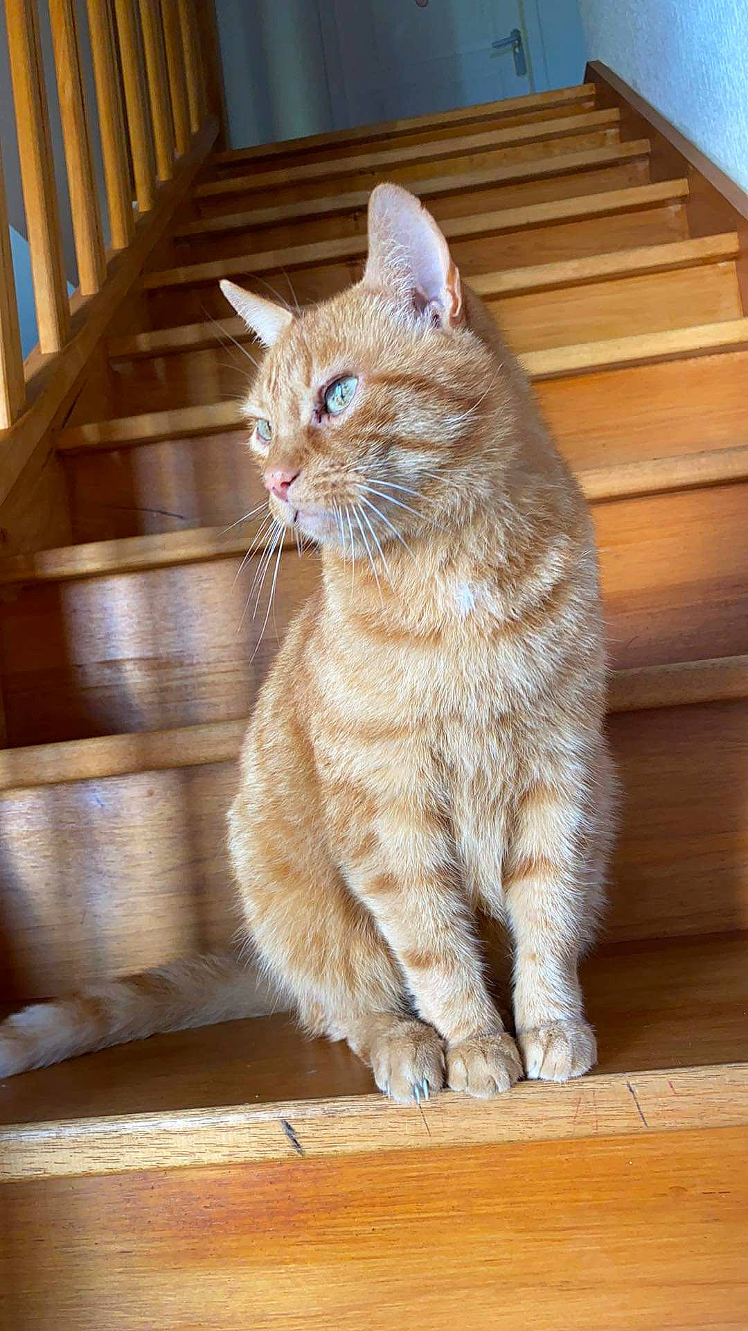 Domino participe au concours pour gagner de l'argent avec cette photo : carnivore, cat, claw, domestic_short_haired_cat, fawn, felidae, flooring, fur, hardwood, paw, pet_supply, sitting, small_to_medium_sized_cats, snout, tail, terrestrial_animal, whiskers, window, wood, wood_stain
