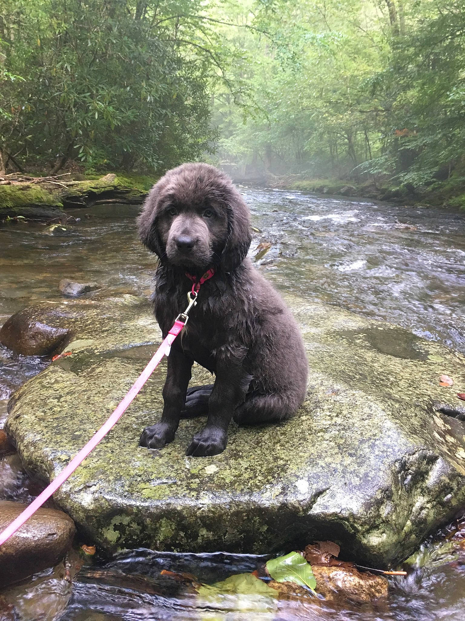 Sadie Mae is registered to the contest to win money with this photo: canidae, carnivore, companion_dog, dog, dog_breed, fluvial_landforms_of_streams, forest, liver, plant, poodle, retriever, rock, snout, soil, standard_poodle, terrestrial_animal, tree, water, water_dog, working_animal