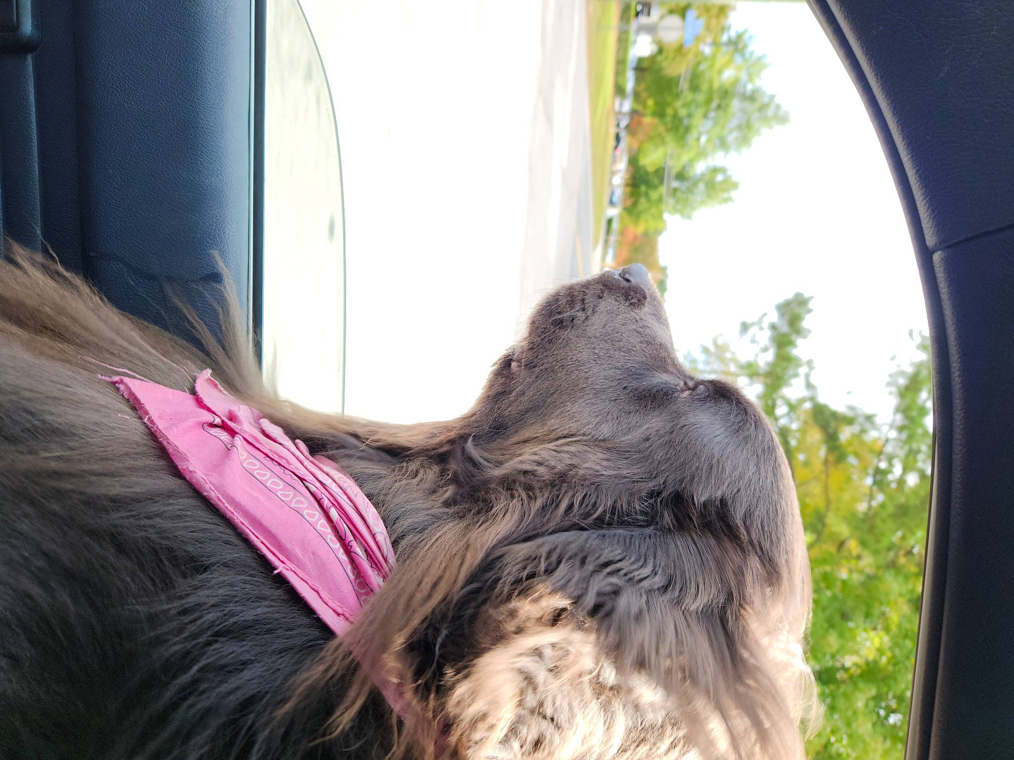 Sadie Mae is registered to the contest to win money with this photo: canidae, carnivore, collar, companion_dog, dog, dog_breed, dog_collar, fawn, fur, liver, sky, snout, sporting_group, tail, terrier, tints_and_shades, tree, vertebrate, window, working_animal