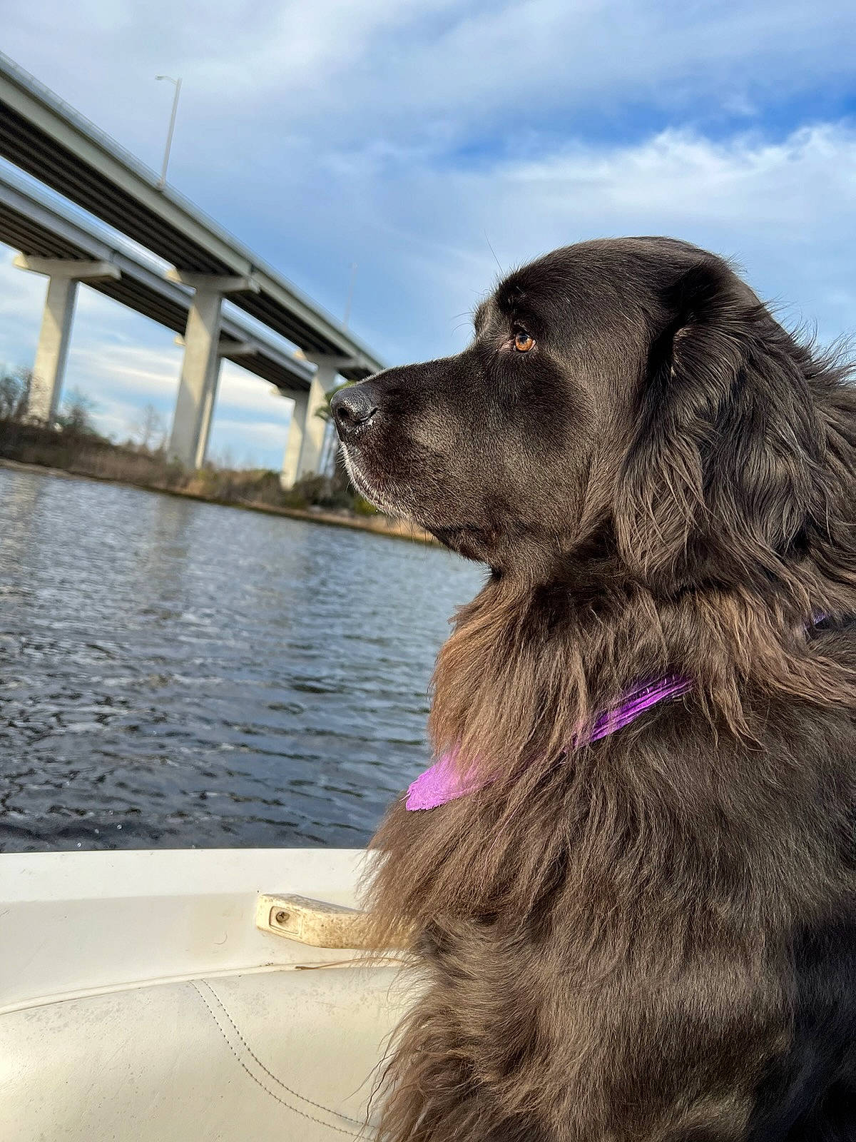 Sadie Mae joined the competition — help win amazing prizes! boat, canidae, carnivore, cloud, collar, companion_dog, dog, dog_breed, dog_collar, fur, gun_dog, liver, naval_architecture, sky, sporting_group, travel, water, watercraft, windshield, working_animal