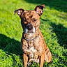 Prada a rejoint le concours — aidez-le/la à gagner de superbes lots ! dog, brindle, grass, outdoor, sunlight, pet, animal, canine, collar, nature, portrait, sitting, fur, ears, alert, daylight, greenery, muzzle, shadow, expression