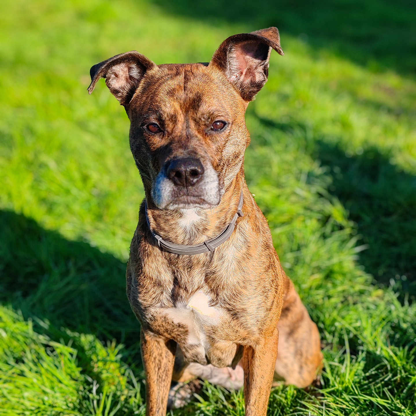 Prada a rejoint le concours — aidez-le/la à gagner de superbes lots ! dog, brindle, grass, outdoor, sunlight, pet, animal, canine, collar, nature, portrait, sitting, fur, ears, alert, daylight, greenery, muzzle, shadow, expression