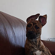 Prada a rejoint le concours — aidez-le/la à gagner de superbes lots ! dog, brindle, couch, leather, indoor, pet, relaxed, ears_up, fur, animal, domestic, canine, living_room, resting, side_view, comfort, home, cute, portrait, companionship