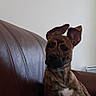 dog, brindle, couch, leather, indoor, pet, relaxed, ears_up, fur, animal, domestic, canine, living_room, resting, side_view, comfort, home, cute, portrait, companionship