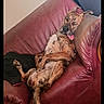 Prada participe au concours pour gagner de l'argent avec cette photo : dog, brindle, couch, leather, relaxed, indoor, fan, window, tongue, sprawled, floor, tile, furniture, pet, resting, sleeping, living_room, comfort, home, canine