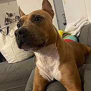 Guess a rejoint le concours — aidez-le/la à gagner de superbes lots ! alert, animal, bag, blanket, brown_dog, close_up, couch, curious, dog, domestic, door, ears, floor, furniture, indoor, living_room, pet, resting, sofa, white_chest