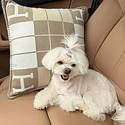 Princess joined the competition — help win amazing prizes! dog, white_dog, small_dog, car_seat, leather_seat, pillow, checkered_pillow, tan_color, happy_dog, pet, animal, fur, cute, relaxed, indoor, seatbelt, accessory, hair_tie, smiling, companion