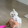 Princess joined the competition — help win amazing prizes! dog, white_dog, small_dog, toy, plush_toy, wooden_floor, indoor, pet, cute, hair_clip, pink, flooring, relaxing, animal, companion, home, cozy, domestic, playful, fur
