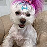 Princess joined the competition — help win amazing prizes! dog, white_dog, colored_fur, pink_fur, purple_fur, dog_clips, happy_dog, pet, small_dog, fluffy_dog, indoor, couch, blanket, smiling_dog, cute_pet, accessorized_dog, fur_style, domestic_animal, animal_portrait, resting_pet