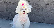 Princess is registered to the contest to win money with this photo: dog, white_dog, fluffy, pom_pom, outdoor, concrete, wall, sunlight, pet, cute, small_dog, groomed, sitting, animal, fur, adorable, shadow, poodle, fashion, portrait