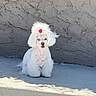 dog, white_dog, fluffy, pom_pom, outdoor, concrete, wall, sunlight, pet, cute, small_dog, groomed, sitting, animal, fur, adorable, shadow, poodle, fashion, portrait