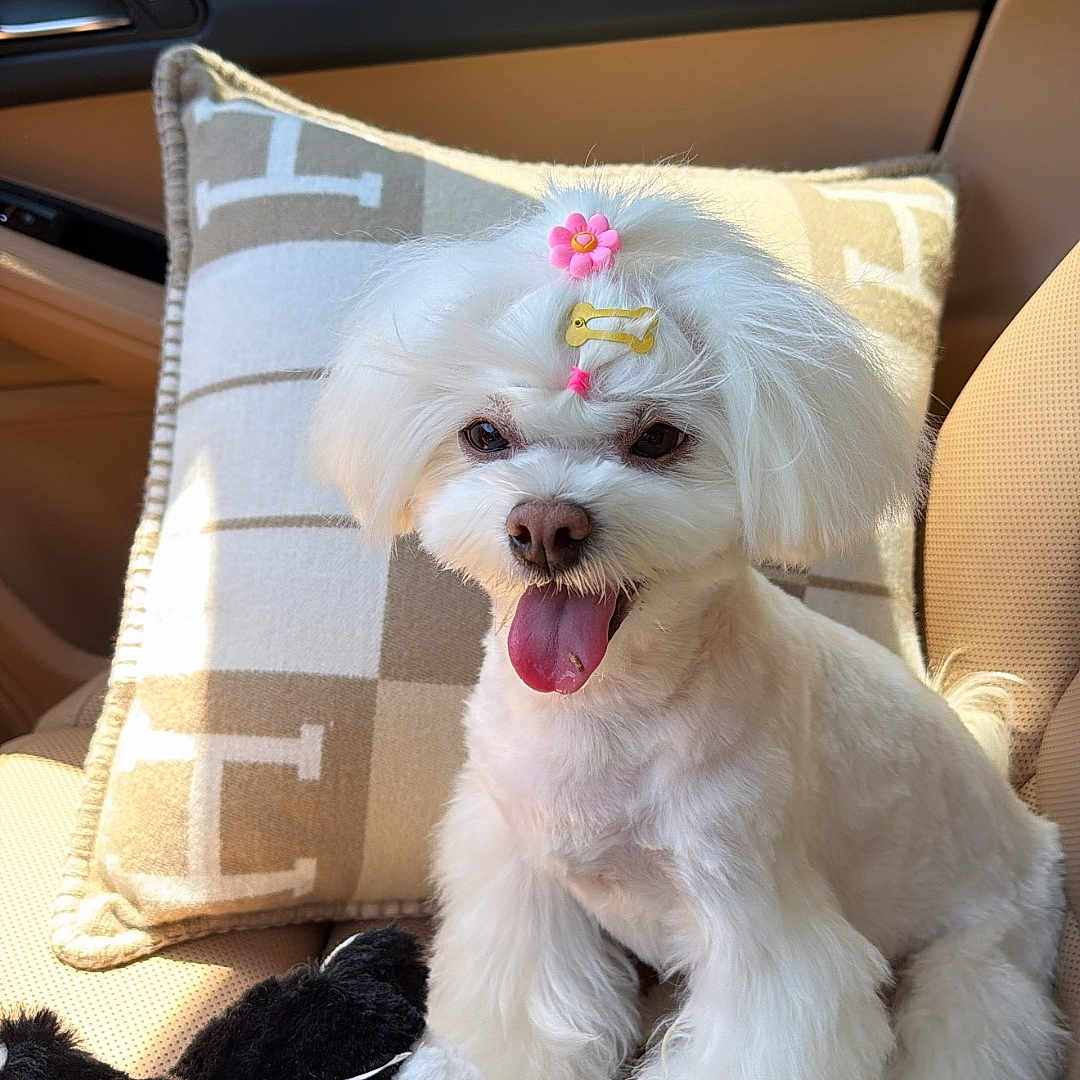Princess