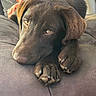 Brooklyn participe au concours pour gagner de l'argent avec cette photo : dog, chocolate_lab, brown_fur, floppy_ears, large_dog, paws, claws, close_up, portrait, lying_down, couch, indoors, pet, canine, eyes, snout, relaxed, sleepy, warm_lighting, home
