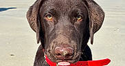 Brooklyn participe au concours pour gagner de l'argent avec cette photo : dog, labrador, chocolate_lab, pet, beach, sand, ocean, sea, shoreline, outdoors, sunny, portrait, sitting, collar, red_collar, holding, mouth, brown_fur, animal, coastal