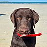 dog, labrador, chocolate_lab, pet, beach, sand, ocean, sea, shoreline, outdoors, sunny, portrait, sitting, collar, red_collar, holding, mouth, brown_fur, animal, coastal