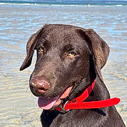 Brooklyn participe au concours pour gagner de l'argent avec cette photo : dog, labrador, chocolate_brown, beach, ocean, seawater, shoreline, outdoor, sunny, portrait, close_up, collar, red_collar, tongue, happy, sitting, wet, water, blue_sky, nature