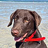 dog, labrador, chocolate_brown, beach, ocean, seawater, shoreline, outdoor, sunny, portrait, close_up, collar, red_collar, tongue, happy, sitting, wet, water, blue_sky, nature