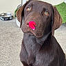 Brooklyn participe au concours pour gagner de l'argent avec cette photo : dog, puppy, labrador, chocolate_lab, brown_fur, portrait, close_up, sitting, floppy_ears, golden_eyes, flower, pink_flower, nose, pet, backyard, water_bowl, outdoor, furry, adorable, funny