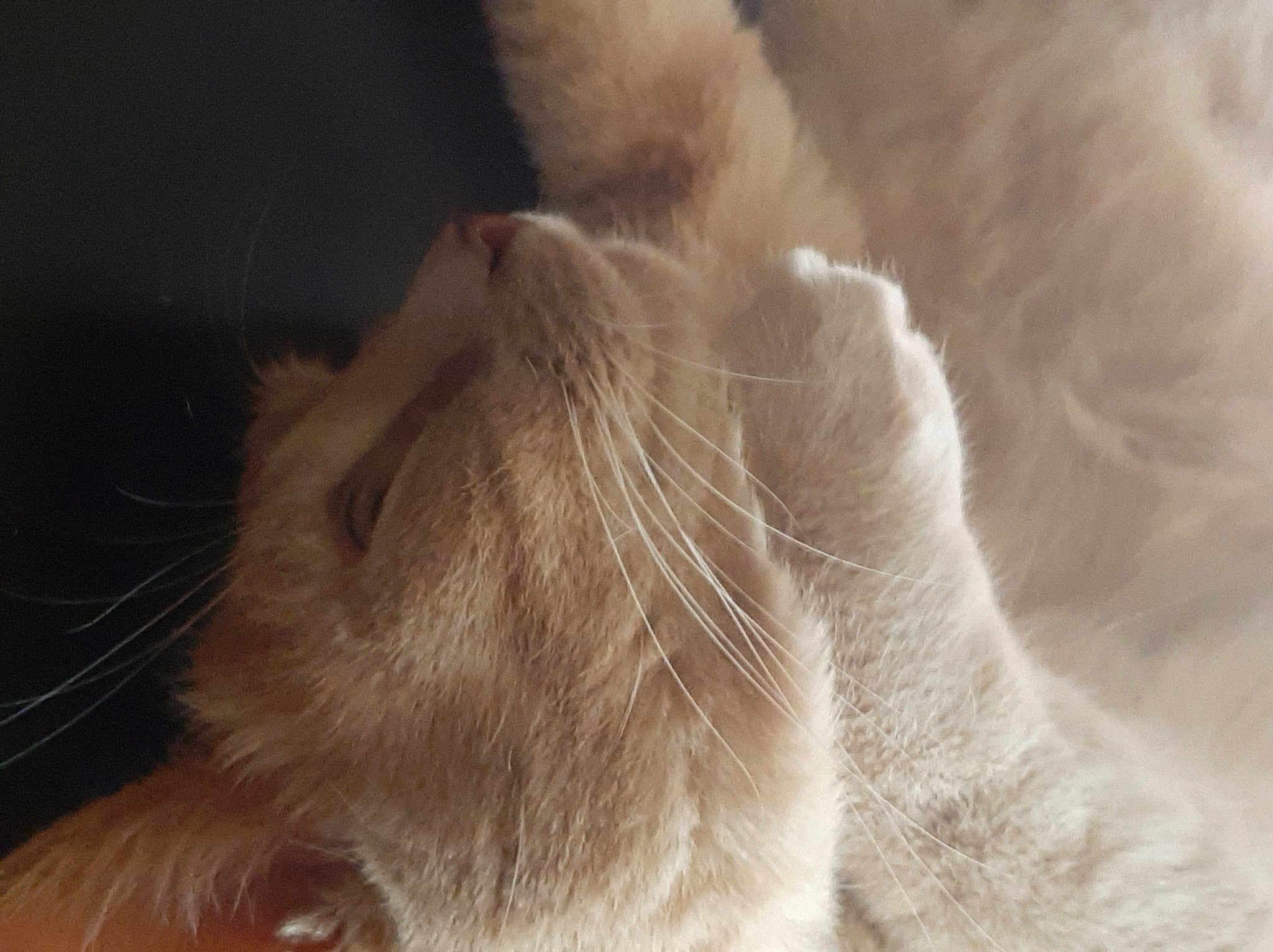 Maru