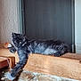 cat, black_cat, toy_mouse, wooden_ledge, stone_wall, door, indoor, pet, feline, playing, relaxed, paw, fur, animal, house, resting, cute, domestic, leisure, cozy