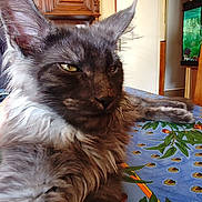 Aiko participe au concours pour gagner de l'argent avec cette photo : cat, fluffy, gray, tablecloth, flower_pattern, indoor, furniture, fish_tank, relaxed, closeup, pet, animal, ears, whiskers, eyes, home, resting, fur, portrait, mammal