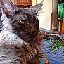 cat, fluffy, gray, tablecloth, flower_pattern, indoor, furniture, fish_tank, relaxed, closeup, pet, animal, ears, whiskers, eyes, home, resting, fur, portrait, mammal