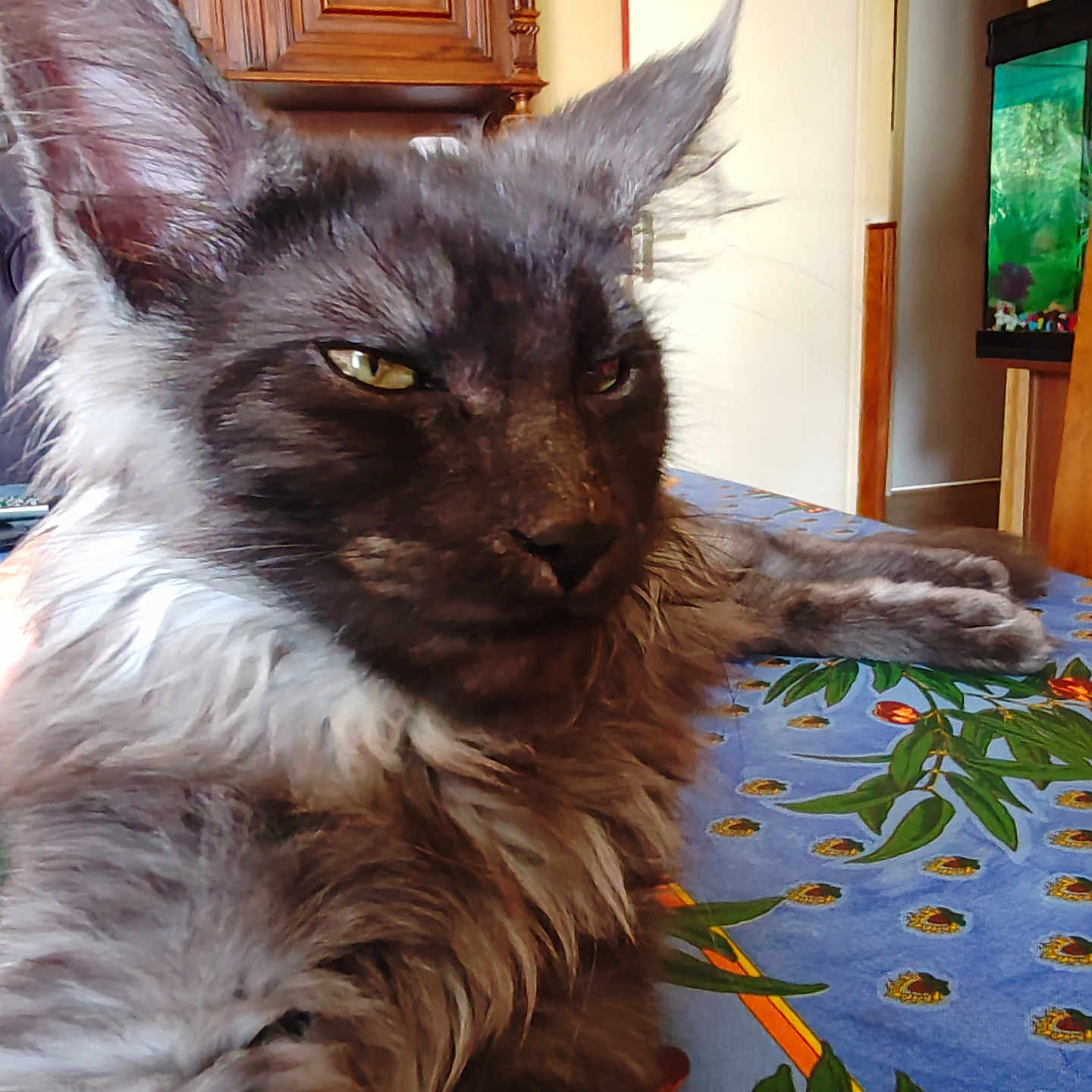Aiko participe au concours pour gagner de l'argent avec cette photo : animal, cat, closeup, ears, eyes, fish_tank, flower_pattern, fluffy, fur, furniture, gray, home, indoor, mammal, pet, portrait, relaxed, resting, tablecloth, whiskers