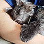 animal, arm, close_up, collar, comfort, cuddle, cute, domestic_animal, fur, gray_fur, indoor, kitten, nap, paw, person, pet, relaxation, resting, sleeping, soft