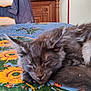 kitten, cat, sleeping, tablecloth, sunflower_pattern, indoor, wooden_furniture, chair, jacket, cozy, pet, animal, fur, resting, domestic, closeup, feline, nap, colorful, background