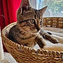 kitten, cat, tabby, basket, indoor, curious, fur, whiskers, blanket, cozy, window, curtain, soft_light, pet, animal, feline, young, cute, resting, closeup