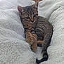 kitten, tabby, cat, animal, pet, feline, cute, fluffy, cozy, blanket, soft, resting, young, adorable, whiskers, paw, tail, domestic_animal, sleepy, comfort