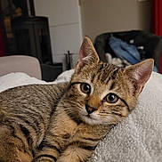 Azur participe au concours pour gagner de l'argent avec cette photo : kitten, tabby, cat, feline, pet, indoor, blanket, fluffy, resting, closeup, whiskers, ears, fur, cute, young, animal, cozy, living_room, soft, relaxed