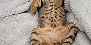 Azur a rejoint le concours — aidez-le/la à gagner de superbes lots ! kitten, cat, sleeping, tabby, fur, striped, pet, animal, cozy, blanket, soft, relaxed, cute, paw, tail, indoor, nap, resting, feline, young